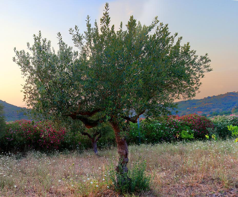 B&B Cilentum Agropoli Dış mekan fotoğraf